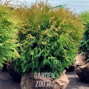 Туя Вудварди С 7,5 30-40 - фото 39103