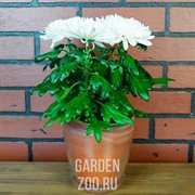 Горшок №3 алебастр коричневый d14.5 - фото 40761