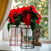 Подставка Лофт красная кованая на подоконник 66-600-Red - фото 40943