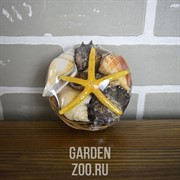 Набор Ракушек в Корзине №4 - фото 41086