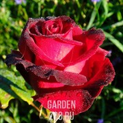 Роза Норита - фото 41461