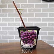 Виноград Мускат Новошахтинский - фото 41810