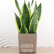 Горшок Квадро 3,3л фраппе с вкладкой - фото 42203