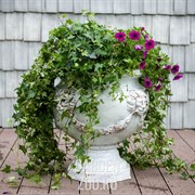 Вазон садовый для цветов Львы под патину U07927-WP - фото 42224 Вазон садовый для цветов Львы под патину U07927-WP - фото 42224