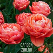 Тюльпан Коппер Имейдж (5) - фото 43484