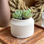 Кашпо Бидон мини 0,15л гипс - фото 45008