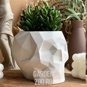 Кашпо Череп Биг 0,37л белый гипс - фото 45010