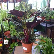 Калатея Медальон 19/85 - фото 45147