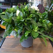 Гардения Жасминоидес 13/22 - фото 45148