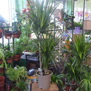 Драцена Маргината 3 ст 24/140 - фото 45149