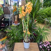 Орхидея Дендробиум Нобиле 12/50 - фото 45150