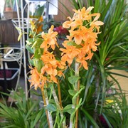 Орхидея Дендробиум Нобиле 12/50 - фото 45151