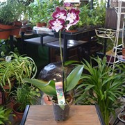 Орхидея Фаленопсис 12/55 - фото 45152