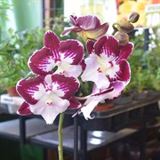 Орхидея Фаленопсис 12/55 - фото 45153