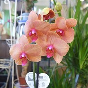 Орхидея Фаленопсис 12/60 - фото 45154