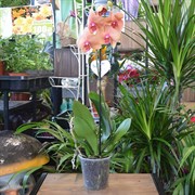 Орхидея Фаленопсис 12/60 - фото 45155