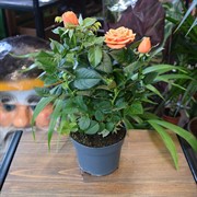 Роза Микс 12/30 - фото 45156