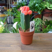 Кактус Гимнокалициум Микс 8/22 - фото 45917