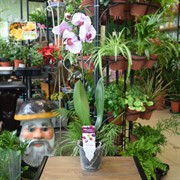 Орхидея Фаленопсис 12/70 - фото 45998