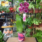 Орхидея Фаленопсис 12/50 - фото 46002