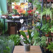 Орхидея Фаленопсис 12/60 Желтые - фото 46007