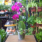 Орхидея Фаленопсис 12/60 Каскад - фото 46011