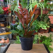 Кротон Экселлент 17/65 - фото 46025