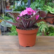 Фиалка Микс 12/20 - фото 46026