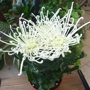 Хризантема микс 13/35 - фото 46032