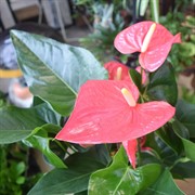 Антуриум Андре Микс 14/50 - фото 46037