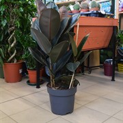 Фикус Эластика Абиджан 12/35 - фото 46064