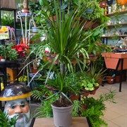 Драцена Маргината 17/85 - фото 46065 Драцена Маргината 17/85 - фото 46065