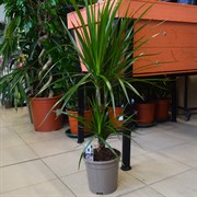 Драцена Маргината 17/85 - фото 46066 Драцена Маргината 17/85 - фото 46066