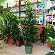 Фикус Бендж Даниель 27/145 - фото 46073