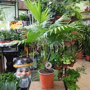 Ливистона 19/70 - фото 46081