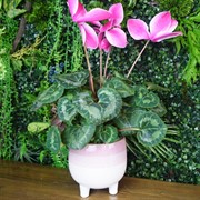 Кашпо Кубель Балун 13см белый/розовый - фото 46705