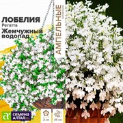 Лобелия Регата жемчужный водопад 8шт - фото 47013