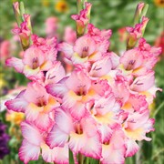 Гладиолус Крупноцветковый Присцилла (5) - фото 47245