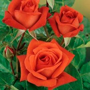 Роза Терракота - фото 47853