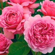 Роза Александра - фото 47871