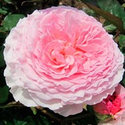 Роза Джеймс Гэлвей - фото 47872