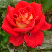 Роза Нью Джерси - фото 47873 Роза Нью Джерси - фото 47873