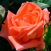 Роза Парео - фото 47874