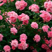 Роза Фейри - фото 47876