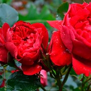 Роза Флорентина - фото 47877