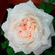 Роза Бланка - фото 47879