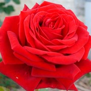 Роза Ботеро - фото 47880