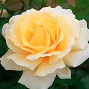 Роза Винтер Сан - фото 47881