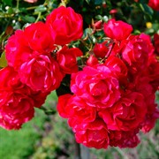 Роза Гартнер Фройде - фото 47882