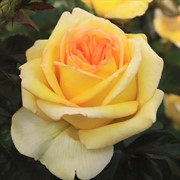 Роза Голден Тауэр - фото 47883